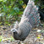 Best Bird-Watching Spots