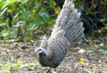 Best Bird-Watching Spots