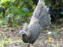 Best Bird-Watching Spots