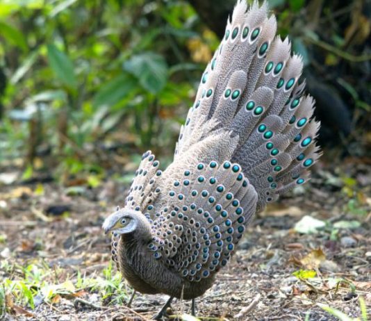 Best Bird-Watching Spots