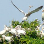 Encounters With Wildlife
