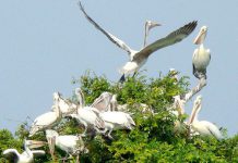 Encounters With Wildlife