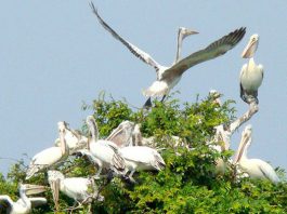 Encounters With Wildlife