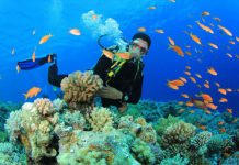 Best Dive Sites