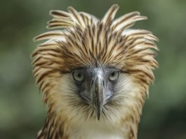 Popular Birding Spots