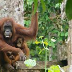 Encounters With Wildlife