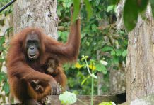 Encounters With Wildlife