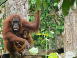 Encounters With Wildlife