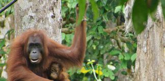 Encounters With Wildlife