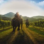 Best Places To See Wildlife