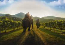 Best Places To See Wildlife