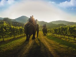 Best Places To See Wildlife