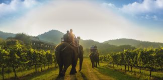 Best Places To See Wildlife