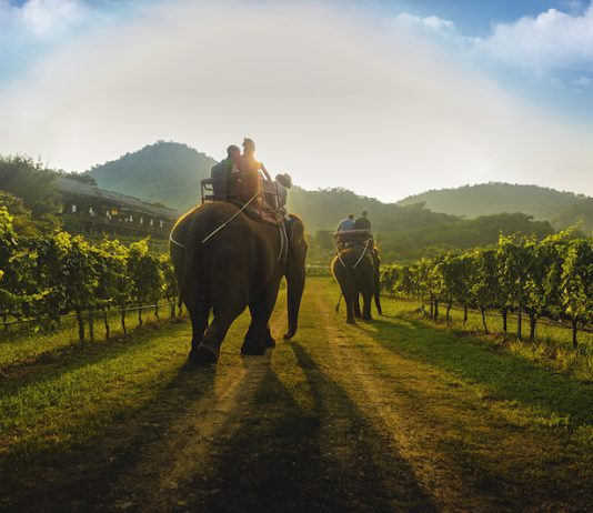 Best Places To See Wildlife