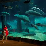 5 Unforgettable Experiences At River Safari