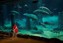 5 Unforgettable Experiences At River Safari