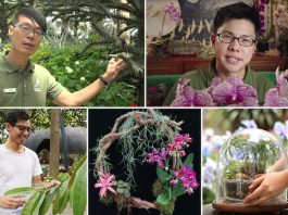 Learn, Watch & Shop With Gardens by the Bay