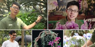 Learn, Watch & Shop With Gardens by the Bay