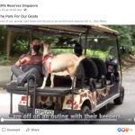 See What The Animals Have Been Up To At Wildlife Reserves Singapore Parks