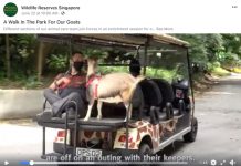 See What The Animals Have Been Up To At Wildlife Reserves Singapore Parks