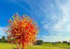 5 Stunning Works To Check Out At Dale Chihuly: Glass In Bloom Exhibition