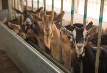 5 Things To Check Out At Singapore HeritageFest 2021