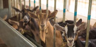 5 Things To Check Out At Singapore HeritageFest 2021