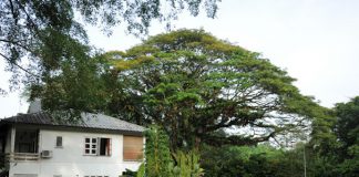 5 Heritage & Nature Highlights Of SG Walk The Colonial @ Queenstown Tour