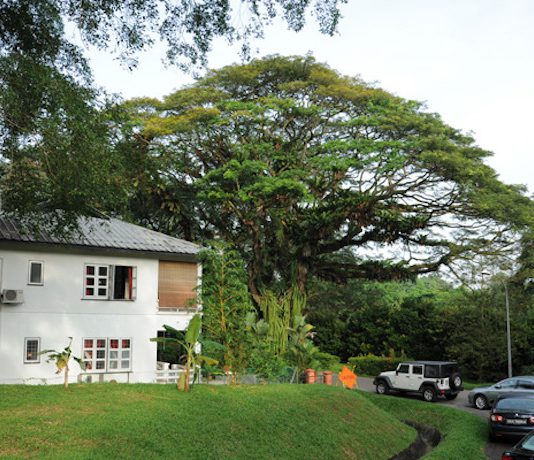 5 Heritage & Nature Highlights Of SG Walk The Colonial @ Queenstown Tour