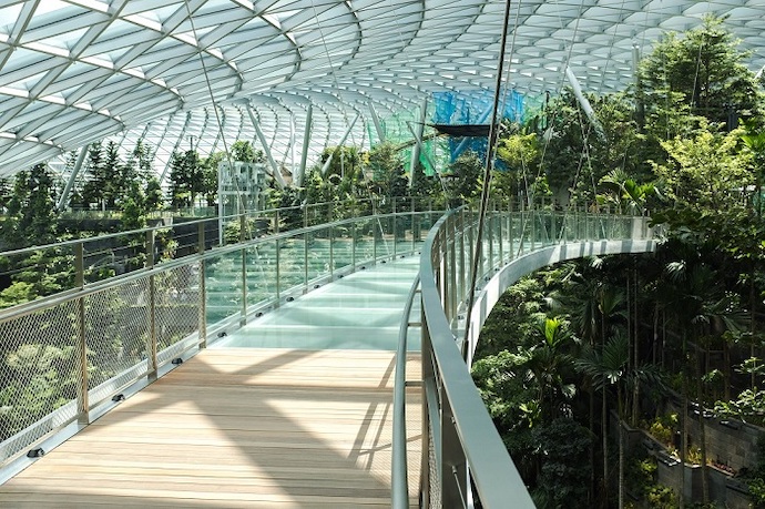 Canopy Park - Canopy Bridge