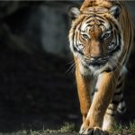 6 Best Things To Do This Month 6 Best Things To Do - AR-mazing Tiger Trail 2022