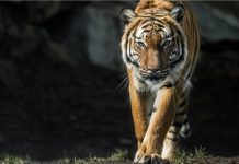 6 Best Things To Do This Month 6 Best Things To Do - AR-mazing Tiger Trail 2022