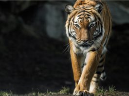 6 Best Things To Do This Month 6 Best Things To Do - AR-mazing Tiger Trail 2022