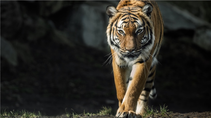 6 Best Things To Do - AR-mazing Tiger Trail 2022