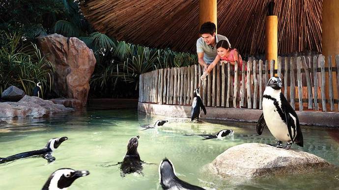 5 Wild Encounters At Jurong Bird Park staycation - Penguin feeding