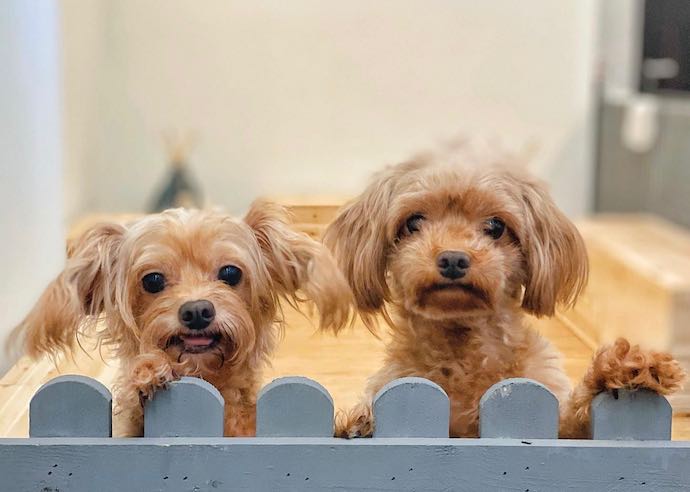 5 pawpular dog and cat petting cafes - Cookie & Cuddle