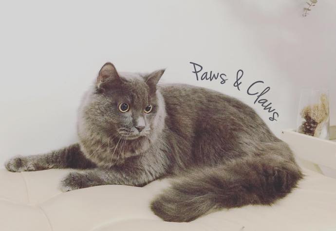 5 pawpular dog and cat petting cafes -Paws & Claws