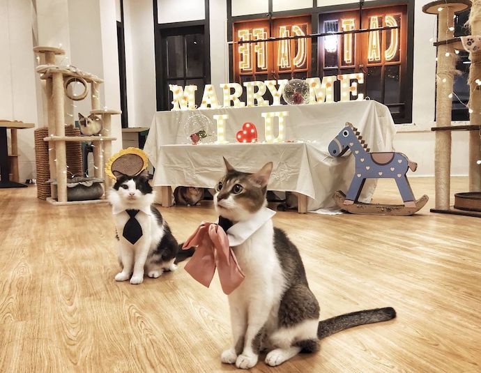 5 pawpular dog and cat petting cafes -The Cat Cafe