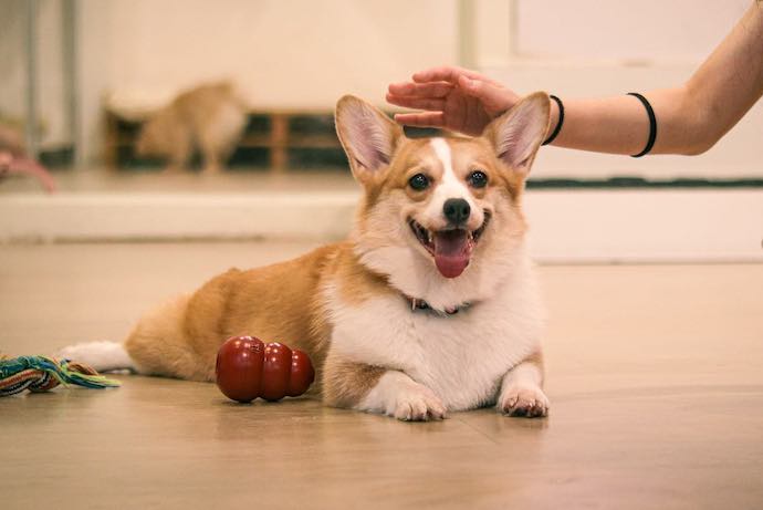 5 pawpular dog and cat petting cafes - Are The Furballs