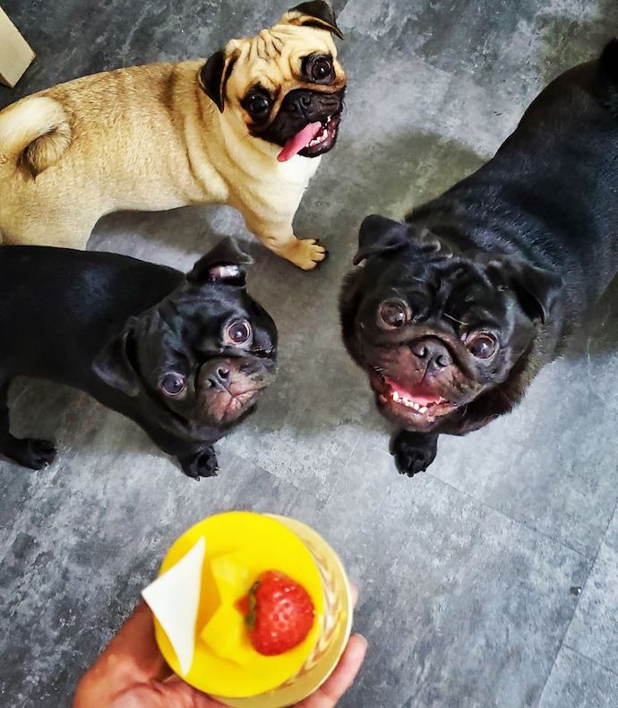 5 pawpular dog and cat petting cafes -What The Pug Cafe
