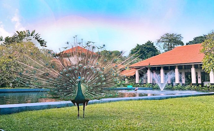4 Ways To Enjoy Vacay Vibes At Sofitel Singapore Sentosa Resort & Spa - peacocks