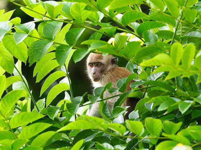 6 Best Places To Spot Wild Animals In Singapore - Bukit Timah Nature Reserve