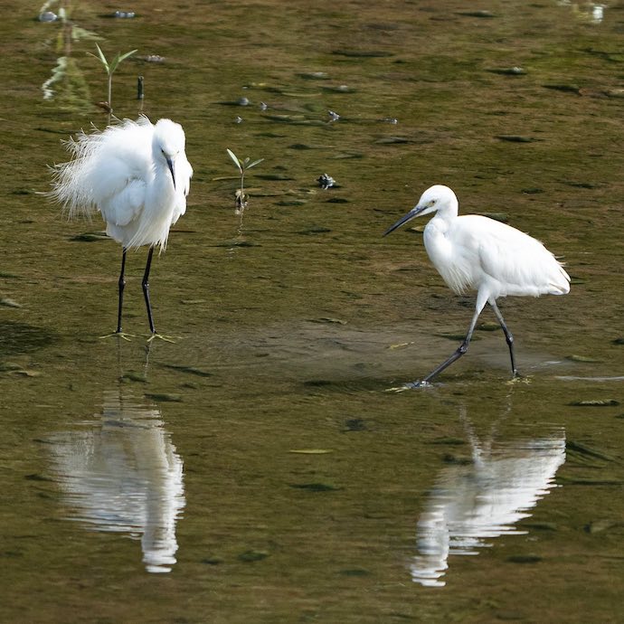 6 Best Places To Spot Wild Animals In Singapore - Sungei Buloh Nature Reserve