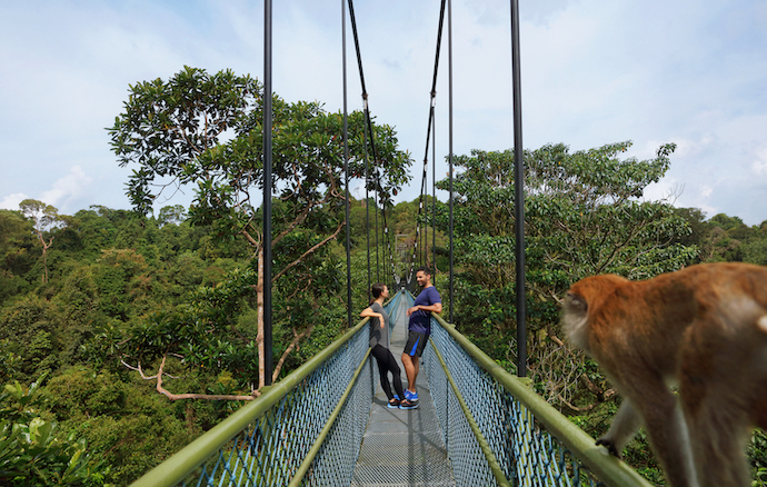 6 Best Places To Spot Wild Animals In Singapore - Central Catchment Nature Reserve