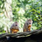 6 Best Places In Singapore To Spot Wild Animals 6 Best Places To Spot Wild Animals In Singapore