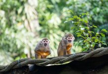 6 Best Places In Singapore To Spot Wild Animals 6 Best Places To Spot Wild Animals In Singapore
