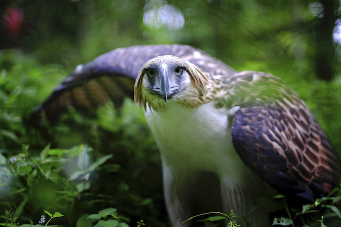 Top 5 Reasons To Visit Davao City, Philippines - Philippine Eagle Center