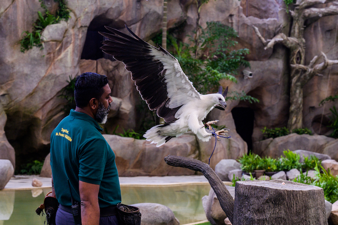 8 Best Things To See & Do At The New Bird Paradise - Bird Shows at Amphitheatre
