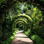6 Beautiful Gardens In Singapore To Restore Your Mind & Soul 6 Beautiful Gardens In Singapore To Restore Your Mind & Soul - Singapore Botanic Gardens