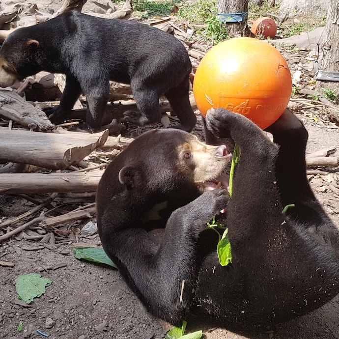 6 Best Things To Do In Phnom Penh - Meet bears rescued from illegal wildlife trade at Bear Care Tour